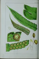 An illustration from Genera filicum, or, Illustrations of the ferns, and other allied genera / from the original coloured drawings of Francis Bauer ; with additions and descriptive letterpress, by Sir William Jackson Hooker. (1842)