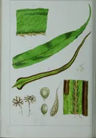 Picture 104 of 126 from Genera filicum, or, Illustrations of the ferns, and other allied genera / from the original coloured drawings of Francis Bauer ; with additions and descriptive letterpress, by Sir William Jackson Hooker. (1842), leaf 593