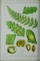 Picture 105 of 126 from Genera filicum, or, Illustrations of the ferns, and other allied genera / from the original coloured drawings of Francis Bauer ; with additions and descriptive letterpress, by Sir William Jackson Hooker. (1842), leaf 599