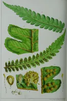 Picture 106 of 126 from Genera filicum, or, Illustrations of the ferns, and other allied genera / from the original coloured drawings of Francis Bauer ; with additions and descriptive letterpress, by Sir William Jackson Hooker. (1842), leaf 605