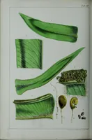 An illustration from Genera filicum, or, Illustrations of the ferns, and other allied genera / from the original coloured drawings of Francis Bauer ; with additions and descriptive letterpress, by Sir William Jackson Hooker. (1842)