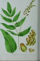 An illustration from Genera filicum, or, Illustrations of the ferns, and other allied genera / from the original coloured drawings of Francis Bauer ; with additions and descriptive letterpress, by Sir William Jackson Hooker. (1842)