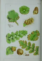 Picture 110 of 126 from Genera filicum, or, Illustrations of the ferns, and other allied genera / from the original coloured drawings of Francis Bauer ; with additions and descriptive letterpress, by Sir William Jackson Hooker. (1842), leaf 629