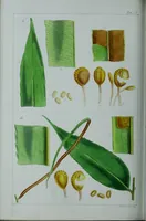 An illustration from Genera filicum, or, Illustrations of the ferns, and other allied genera / from the original coloured drawings of Francis Bauer ; with additions and descriptive letterpress, by Sir William Jackson Hooker. (1842)