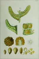 An illustration from Genera filicum, or, Illustrations of the ferns, and other allied genera / from the original coloured drawings of Francis Bauer ; with additions and descriptive letterpress, by Sir William Jackson Hooker. (1842)