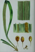 An illustration from Genera filicum, or, Illustrations of the ferns, and other allied genera / from the original coloured drawings of Francis Bauer ; with additions and descriptive letterpress, by Sir William Jackson Hooker. (1842)