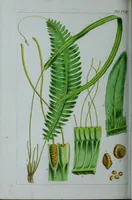 An illustration from Genera filicum, or, Illustrations of the ferns, and other allied genera / from the original coloured drawings of Francis Bauer ; with additions and descriptive letterpress, by Sir William Jackson Hooker. (1842)