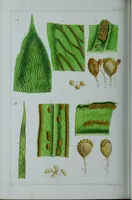 Picture 115 of 126 from Genera filicum, or, Illustrations of the ferns, and other allied genera / from the original coloured drawings of Francis Bauer ; with additions and descriptive letterpress, by Sir William Jackson Hooker. (1842), leaf 659