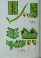Picture 116 of 126 from Genera filicum, or, Illustrations of the ferns, and other allied genera / from the original coloured drawings of Francis Bauer ; with additions and descriptive letterpress, by Sir William Jackson Hooker. (1842), leaf 665