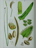 An illustration from Genera filicum, or, Illustrations of the ferns, and other allied genera / from the original coloured drawings of Francis Bauer ; with additions and descriptive letterpress, by Sir William Jackson Hooker. (1842)