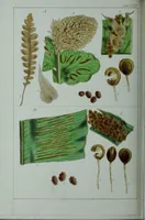 An illustration from Genera filicum, or, Illustrations of the ferns, and other allied genera / from the original coloured drawings of Francis Bauer ; with additions and descriptive letterpress, by Sir William Jackson Hooker. (1842)