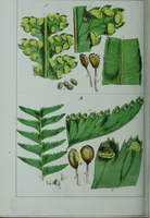 Picture 120 of 126 from Genera filicum, or, Illustrations of the ferns, and other allied genera / from the original coloured drawings of Francis Bauer ; with additions and descriptive letterpress, by Sir William Jackson Hooker. (1842), leaf 689