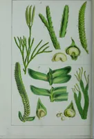Picture 123 of 126 from Genera filicum, or, Illustrations of the ferns, and other allied genera / from the original coloured drawings of Francis Bauer ; with additions and descriptive letterpress, by Sir William Jackson Hooker. (1842), leaf 707