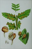 An illustration from Genera filicum, or, Illustrations of the ferns, and other allied genera / from the original coloured drawings of Francis Bauer ; with additions and descriptive letterpress, by Sir William Jackson Hooker. (1842)