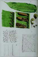 An illustration from Genera filicum, or, Illustrations of the ferns, and other allied genera / from the original coloured drawings of Francis Bauer ; with additions and descriptive letterpress, by Sir William Jackson Hooker. (1842)