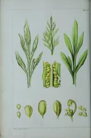 An illustration from Genera filicum, or, Illustrations of the ferns, and other allied genera / from the original coloured drawings of Francis Bauer ; with additions and descriptive letterpress, by Sir William Jackson Hooker. (1842)