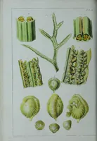 An illustration from Genera filicum, or, Illustrations of the ferns, and other allied genera / from the original coloured drawings of Francis Bauer ; with additions and descriptive letterpress, by Sir William Jackson Hooker. (1842)