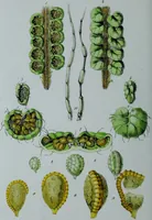 An illustration from Genera filicum, or, Illustrations of the ferns, and other allied genera / from the original coloured drawings of Francis Bauer ; with additions and descriptive letterpress, by Sir William Jackson Hooker. (1842)