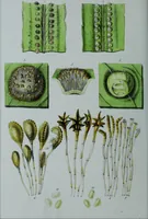An illustration from Genera filicum, or, Illustrations of the ferns, and other allied genera / from the original coloured drawings of Francis Bauer ; with additions and descriptive letterpress, by Sir William Jackson Hooker. (1842)