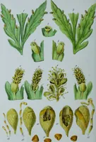 An illustration from Genera filicum, or, Illustrations of the ferns, and other allied genera / from the original coloured drawings of Francis Bauer ; with additions and descriptive letterpress, by Sir William Jackson Hooker. (1842)