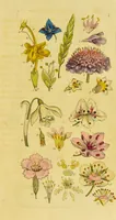 Picture 1 of 21 from A grammar of botany, illustrative of artificial, as well as natural, classification, with an explanation of Jussieu's system / by Sir James Edward Smith. (1821), leaf 243