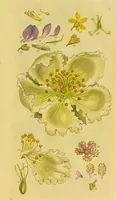 Picture 3 of 21 from A grammar of botany, illustrative of artificial, as well as natural, classification, with an explanation of Jussieu's system / by Sir James Edward Smith. (1821), leaf 247