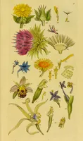 Picture 4 of 21 from A grammar of botany, illustrative of artificial, as well as natural, classification, with an explanation of Jussieu's system / by Sir James Edward Smith. (1821), leaf 249