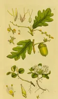 Picture 5 of 21 from A grammar of botany, illustrative of artificial, as well as natural, classification, with an explanation of Jussieu's system / by Sir James Edward Smith. (1821), leaf 251