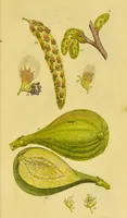 An illustration from A grammar of botany, illustrative of artificial, as well as natural, classification, with an explanation of Jussieu's system / by Sir James Edward Smith. (1821)