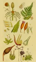 Picture 7 of 21 from A grammar of botany, illustrative of artificial, as well as natural, classification, with an explanation of Jussieu's system / by Sir James Edward Smith. (1821), leaf 255