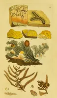 Picture 8 of 21 from A grammar of botany, illustrative of artificial, as well as natural, classification, with an explanation of Jussieu's system / by Sir James Edward Smith. (1821), leaf 257