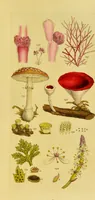 An illustration from A grammar of botany, illustrative of artificial, as well as natural, classification, with an explanation of Jussieu's system / by Sir James Edward Smith. (1821)
