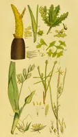 Picture 10 of 21 from A grammar of botany, illustrative of artificial, as well as natural, classification, with an explanation of Jussieu's system / by Sir James Edward Smith. (1821), leaf 261