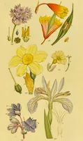 Picture 12 of 21 from A grammar of botany, illustrative of artificial, as well as natural, classification, with an explanation of Jussieu's system / by Sir James Edward Smith. (1821), leaf 265