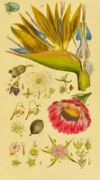 Picture 13 of 21 from A grammar of botany, illustrative of artificial, as well as natural, classification, with an explanation of Jussieu's system / by Sir James Edward Smith. (1821), leaf 267