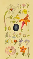 Picture 14 of 21 from A grammar of botany, illustrative of artificial, as well as natural, classification, with an explanation of Jussieu's system / by Sir James Edward Smith. (1821), leaf 269