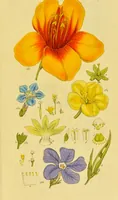 Picture 15 of 21 from A grammar of botany, illustrative of artificial, as well as natural, classification, with an explanation of Jussieu's system / by Sir James Edward Smith. (1821), leaf 271