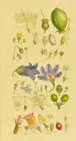 Picture 16 of 21 from A grammar of botany, illustrative of artificial, as well as natural, classification, with an explanation of Jussieu's system / by Sir James Edward Smith. (1821), leaf 273