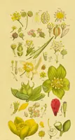 An illustration from A grammar of botany, illustrative of artificial, as well as natural, classification, with an explanation of Jussieu's system / by Sir James Edward Smith. (1821)