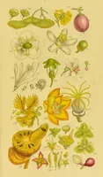 Picture 18 of 21 from A grammar of botany, illustrative of artificial, as well as natural, classification, with an explanation of Jussieu's system / by Sir James Edward Smith. (1821), leaf 277