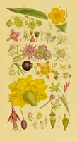 Picture 19 of 21 from A grammar of botany, illustrative of artificial, as well as natural, classification, with an explanation of Jussieu's system / by Sir James Edward Smith. (1821), leaf 279