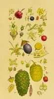Picture 21 of 21 from A grammar of botany, illustrative of artificial, as well as natural, classification, with an explanation of Jussieu's system / by Sir James Edward Smith. (1821), leaf 283