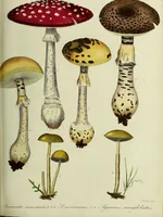 An illustration from Hortus medicus, or figures and descriptions of the more important plants used in medicine, or possessed of poisonous qualities; with their medical properties, chemical analysis, &c. &c. ... The chemical and medical departments by John Davie Morries / by George Graves. (1834)
