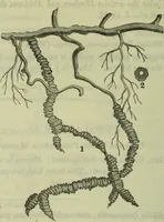 An illustration from Hortus medicus, or figures and descriptions of the more important plants used in medicine, or possessed of poisonous qualities; with their medical properties, chemical analysis, &c. &c. ... The chemical and medical departments by John Davie Morries / by George Graves. (1834)