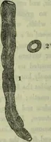 An illustration from Hortus medicus, or figures and descriptions of the more important plants used in medicine, or possessed of poisonous qualities; with their medical properties, chemical analysis, &c. &c. ... The chemical and medical departments by John Davie Morries / by George Graves. (1834)