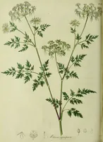 An illustration from Hortus medicus, or figures and descriptions of the more important plants used in medicine, or possessed of poisonous qualities; with their medical properties, chemical analysis, &c. &c. ... The chemical and medical departments by John Davie Morries / by George Graves. (1834)