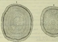 An illustration from Hortus medicus, or figures and descriptions of the more important plants used in medicine, or possessed of poisonous qualities; with their medical properties, chemical analysis, &c. &c. ... The chemical and medical departments by John Davie Morries / by George Graves. (1834)
