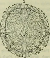 An illustration from Hortus medicus, or figures and descriptions of the more important plants used in medicine, or possessed of poisonous qualities; with their medical properties, chemical analysis, &c. &c. ... The chemical and medical departments by John Davie Morries / by George Graves. (1834)
