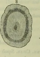 An illustration from Hortus medicus, or figures and descriptions of the more important plants used in medicine, or possessed of poisonous qualities; with their medical properties, chemical analysis, &c. &c. ... The chemical and medical departments by John Davie Morries / by George Graves. (1834)