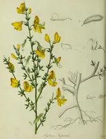 An illustration from Hortus medicus, or figures and descriptions of the more important plants used in medicine, or possessed of poisonous qualities; with their medical properties, chemical analysis, &c. &c. ... The chemical and medical departments by John Davie Morries / by George Graves. (1834)
